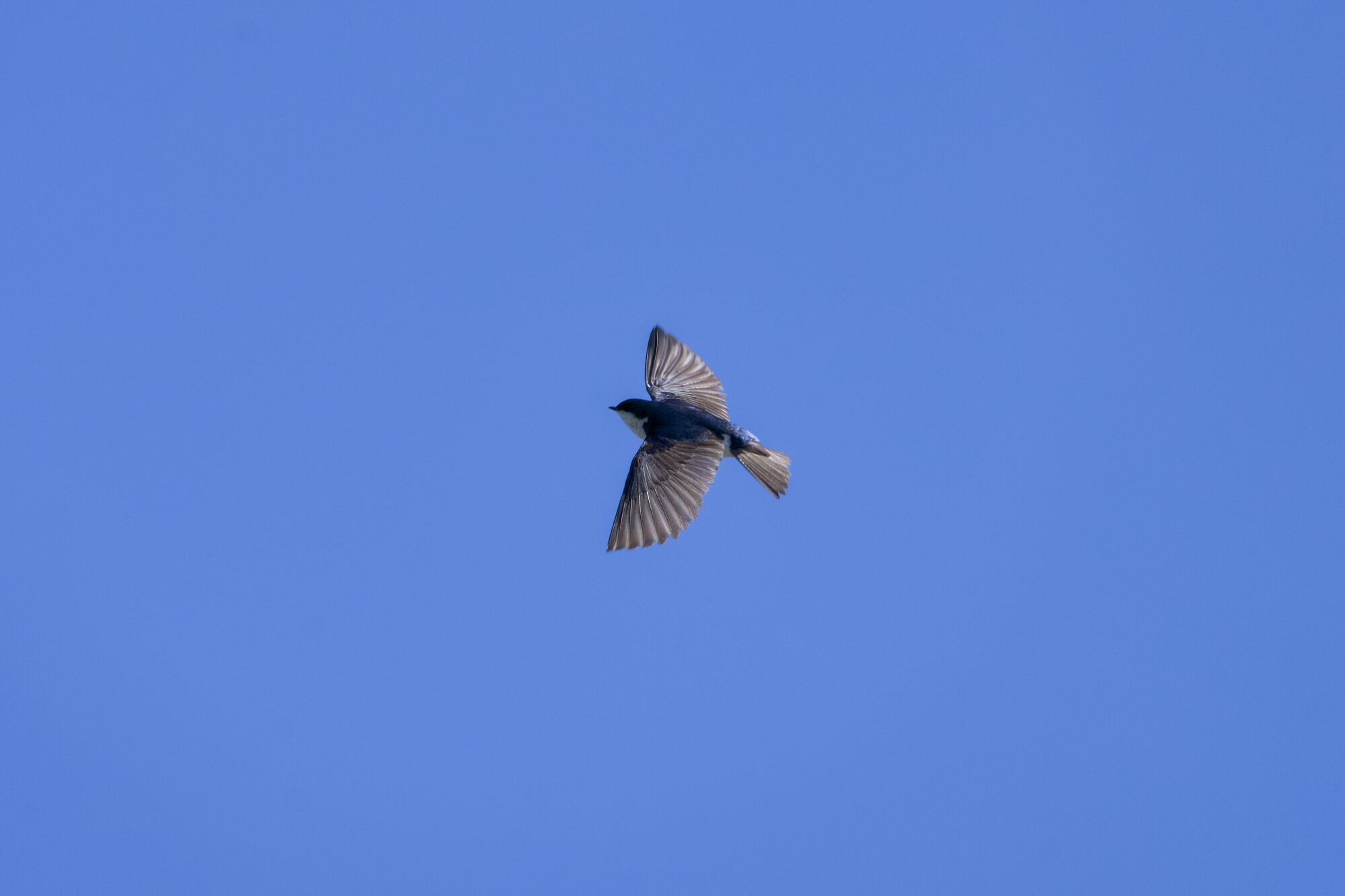 A Tree Swallow in flight, against a solid blue sky