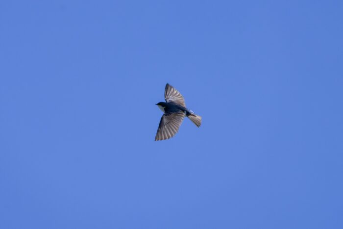 A Tree Swallow in flight, against a solid blue sky