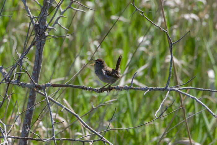 A Marsh Wren on a branch, singing its heart out