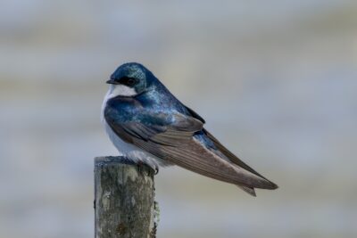 A Tree Swallow is sitting on a wooden post. It is very shiny. The background is out-of-focus greyish water