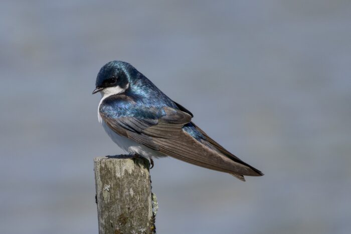 A Tree Swallow is sitting on a wooden post, looking down a bit. It is very shiny. The background is out-of-focus greyish water