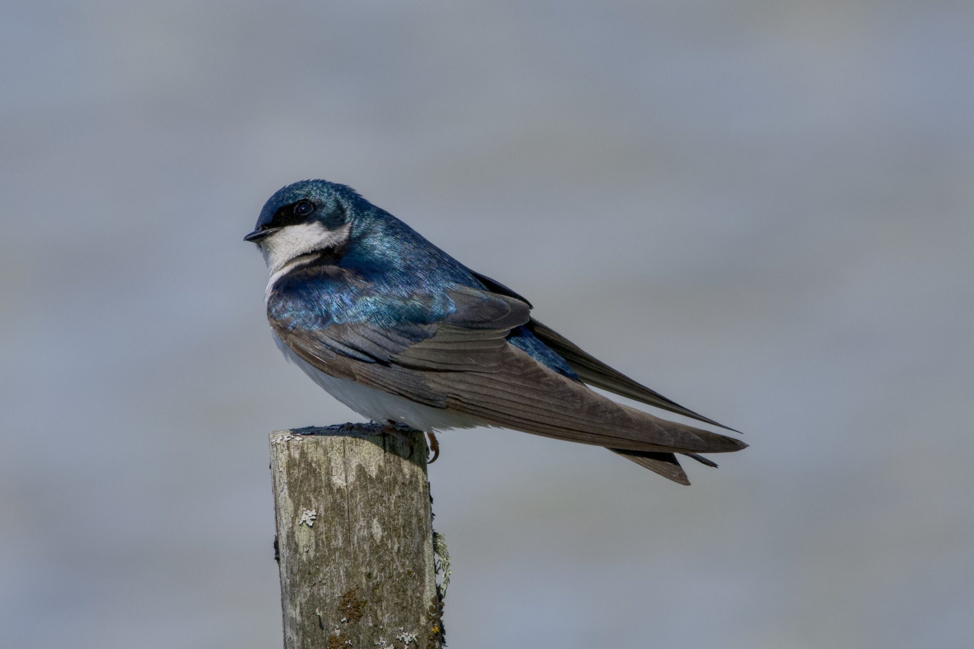 A Tree Swallow is sitting on a wooden post, head tilted. It is very shiny. The background is out-of-focus greyish water