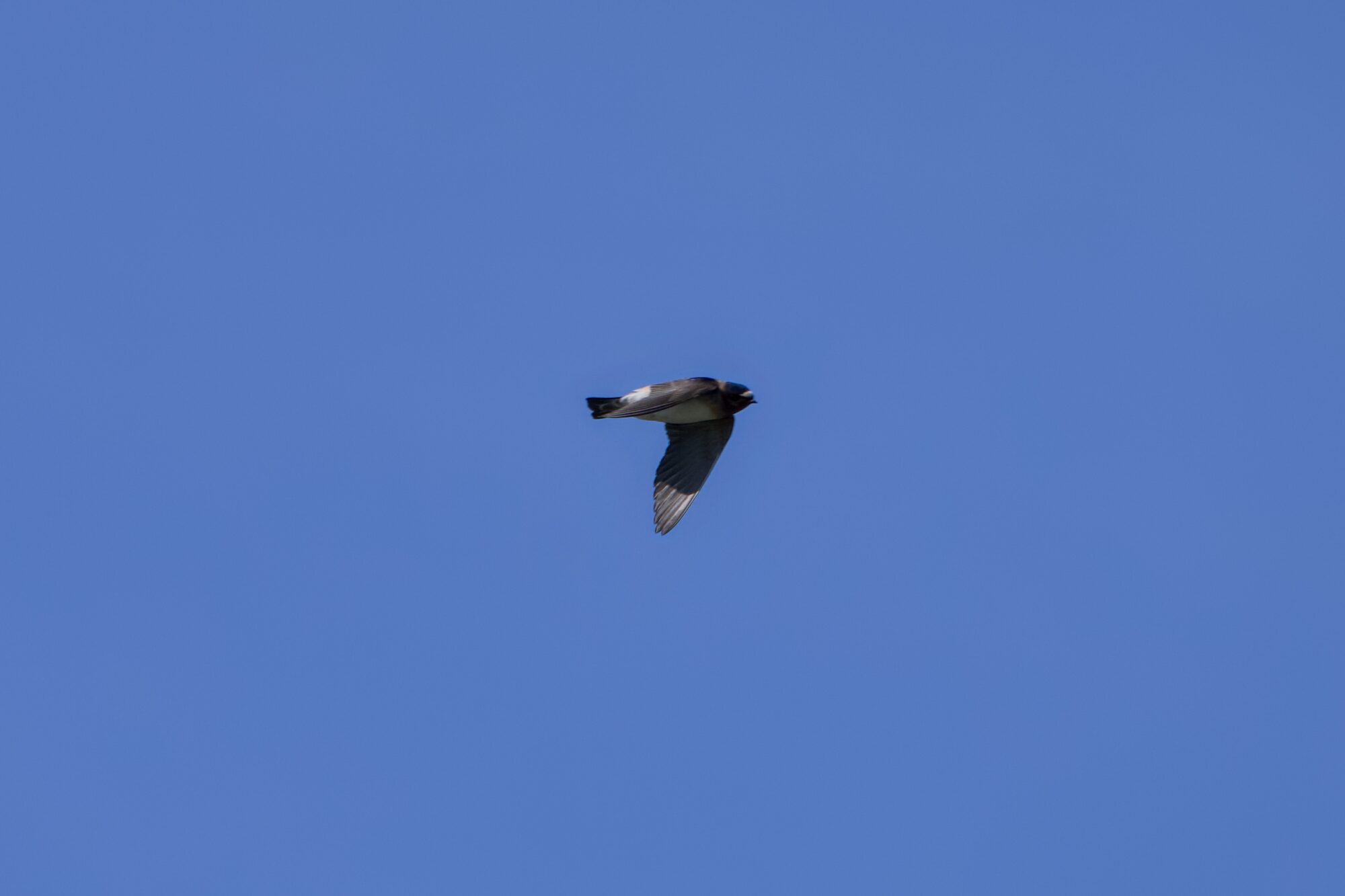A somewhat blurry photo of a Cliff Swallow against a solid blue sky: it has a white rump and chest, brown body, and black head