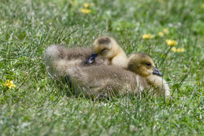 Two very young Canada Goslings are relaxing on the grass together