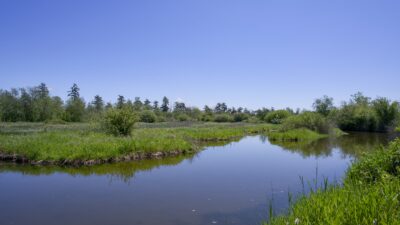 A Reifel pond: still shallow water surrounded by green, under a solid blue sky