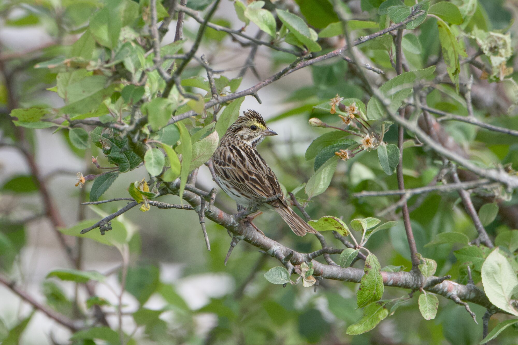 A Savannah Sparrow in a tree