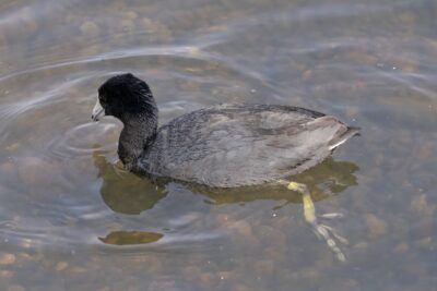 An American Coot is swimming along in shallow water. We see one of its freaky feet underwater