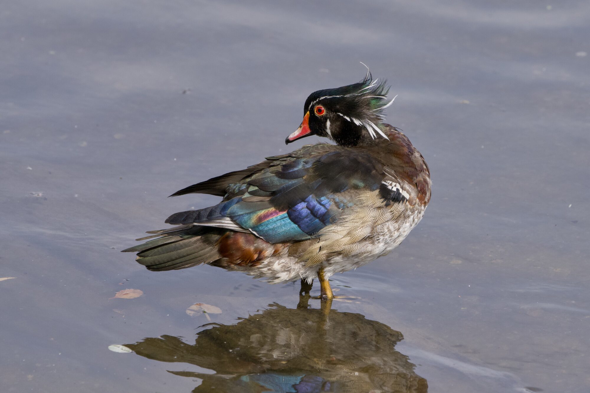 A male Wood Duck is standing in shallow water, looking disheveled in the wind