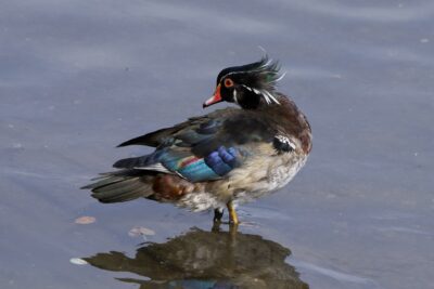 A male Wood Duck is standing in shallow water, looking disheveled in the wind