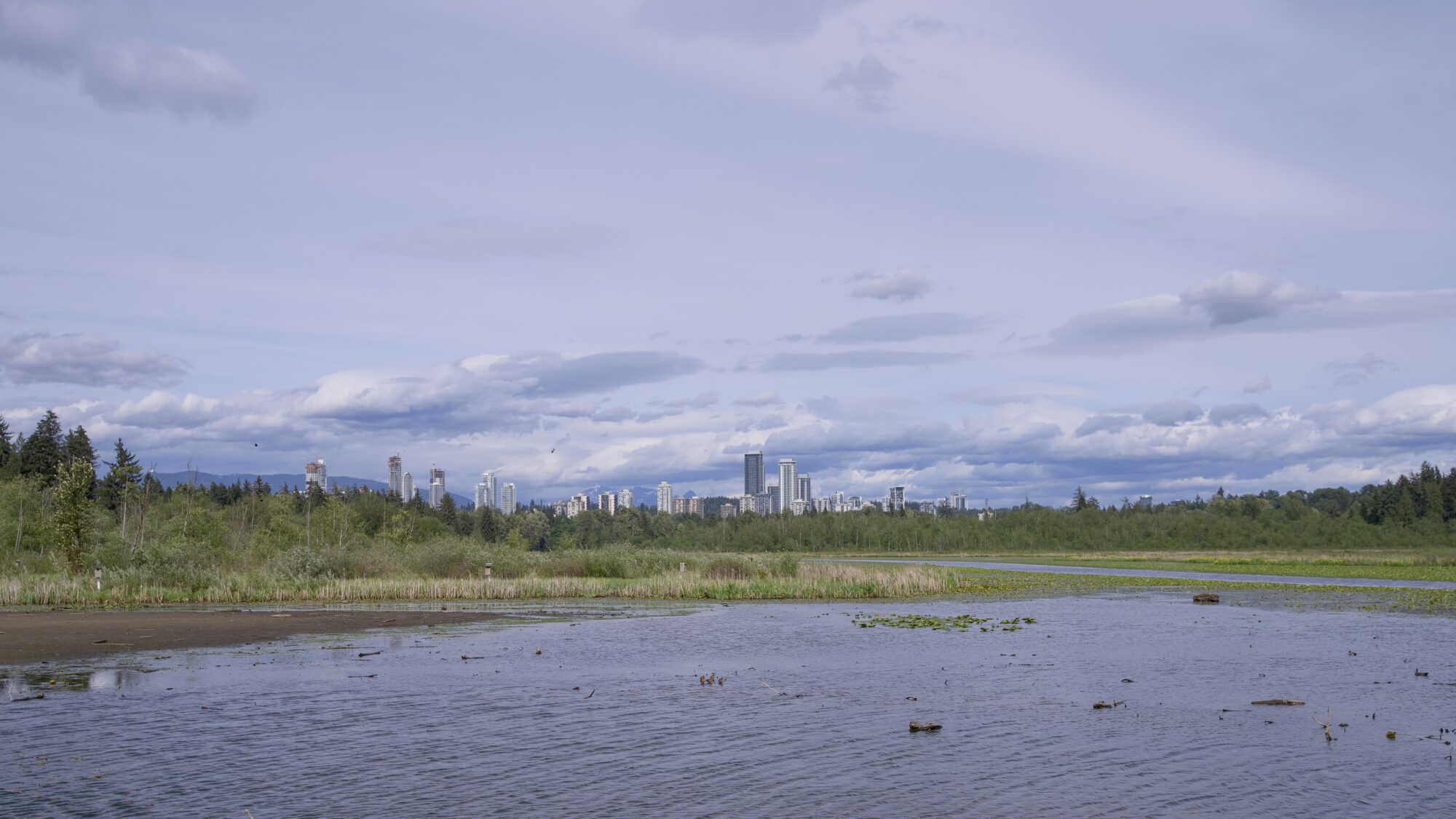 A wide-angle shot of Burnaby Lake, a shallow lake surrounded by reeds and trees. In the distance is a cluster of towers The sky is a bit cloudy