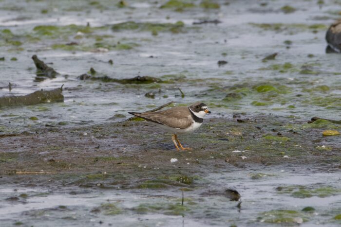 A Semipalmated Plover -- a small shorebird with brown wings and back, white chest, and a sharp black neck band -- is standing on a muddy shore surrounded by green gunk and debris