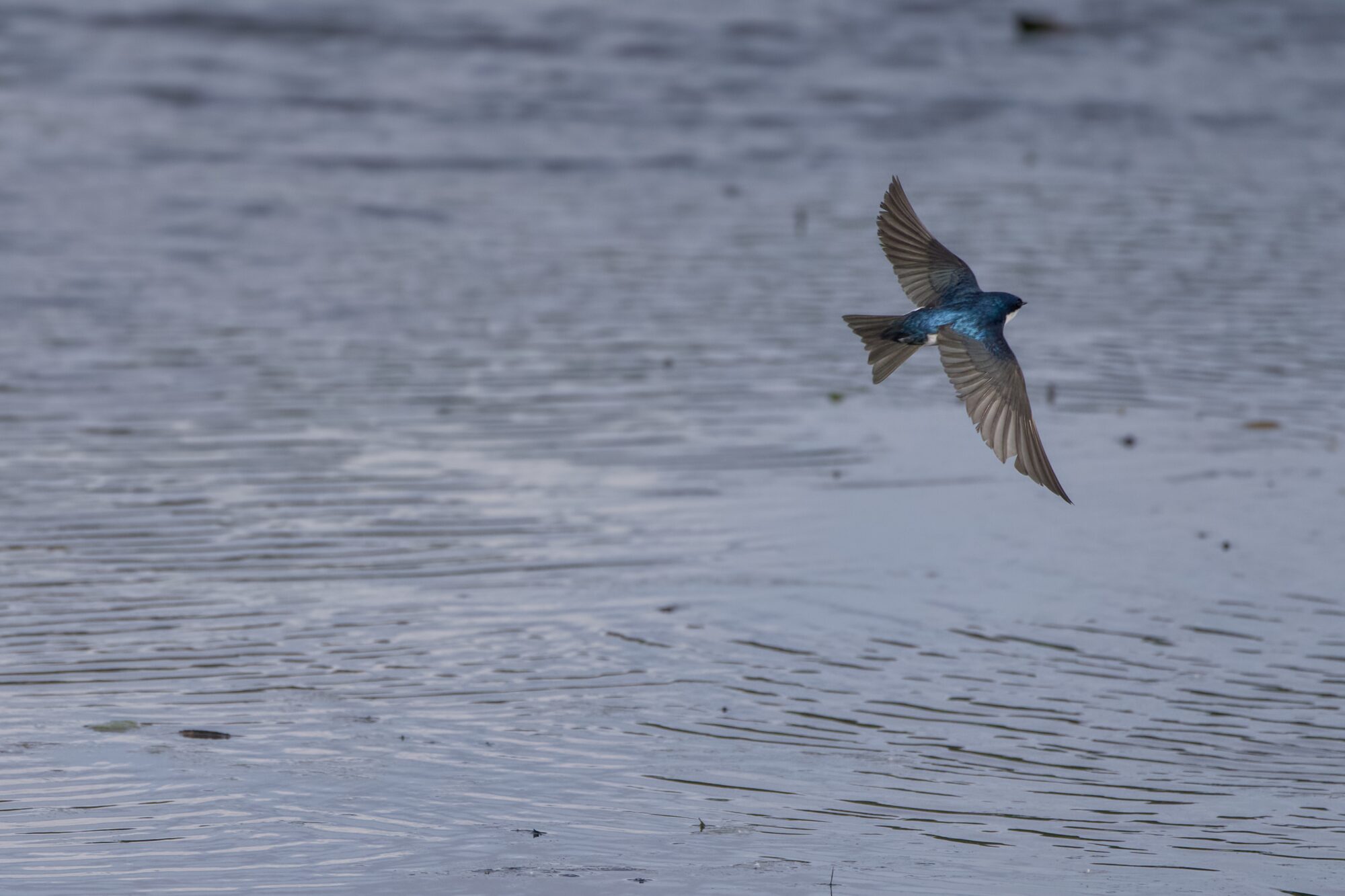 A Tree Swallow in flight over water, banking hard. We see its shiny blue back and good detail on its grey flight feathers
