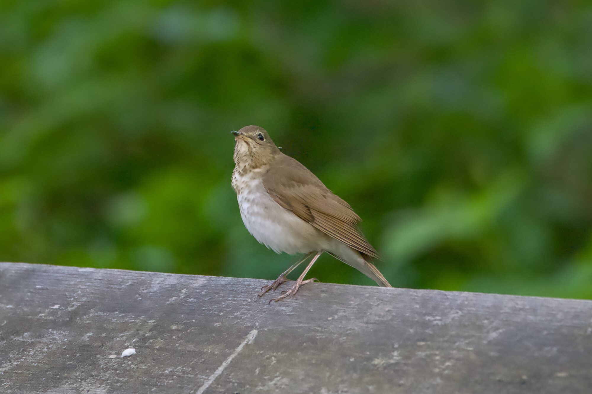 A Swainson's Thrush on a wooden fence, against a dark green background