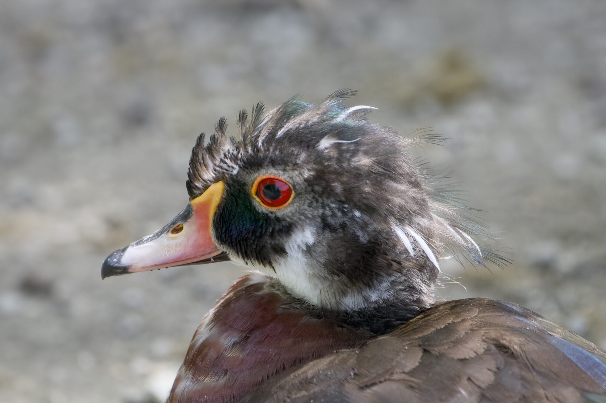 Closeup of a male Wood Duck's head, moulting and transitioning to its eclipse colours