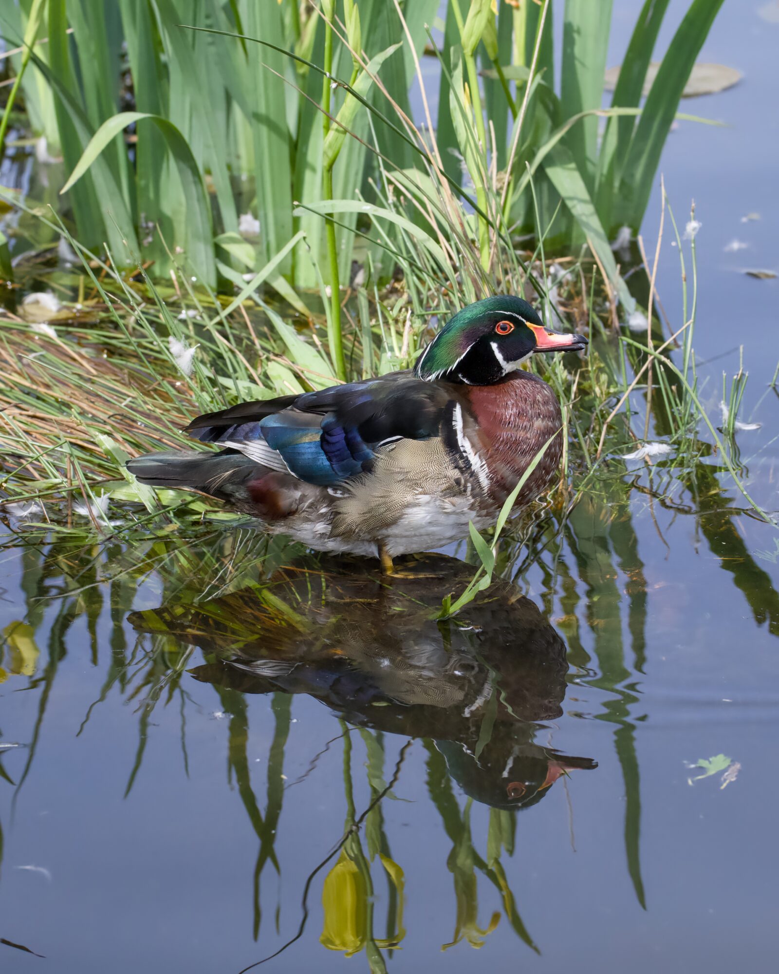 A male Wood Duck is resting with its feet in shallow water, next to a clump of reeds. The water is calm and we can clearly see its reflection