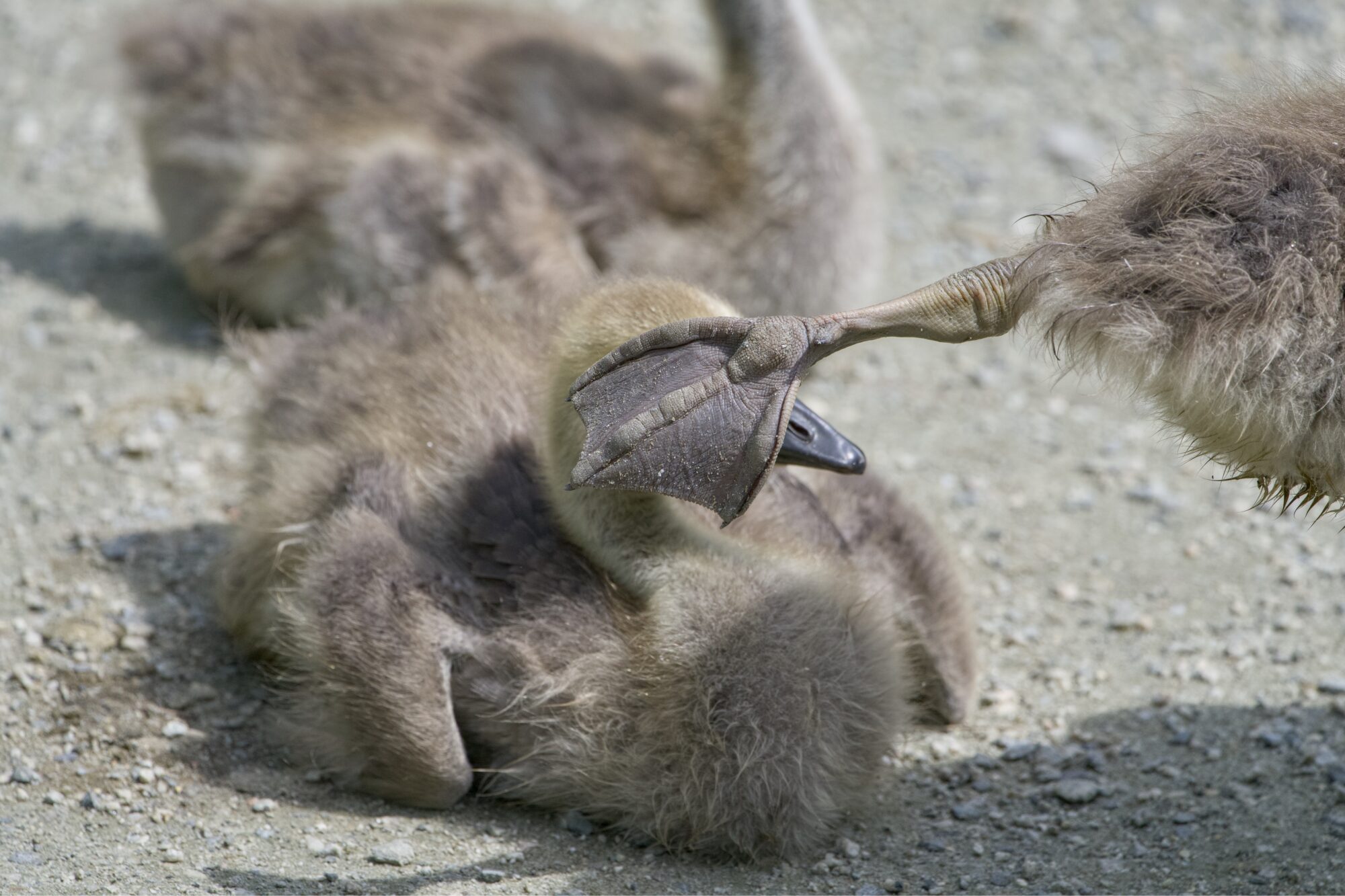 A Canada Gosling, somewhat grown with greyish down, is resting on the gravelly ground. Another gosling next to it is stretching its leg backwards, blocking the first one's face from the picture