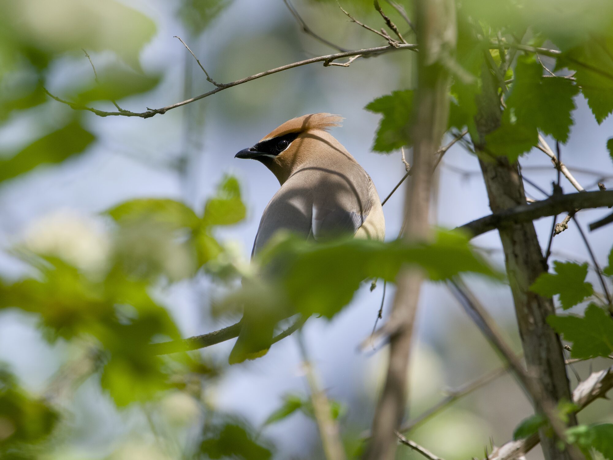 A Cedar Waxwing up in a tree, partly obscured by the foliage. Its back is to us, but it is turning its head so we see its pretty face