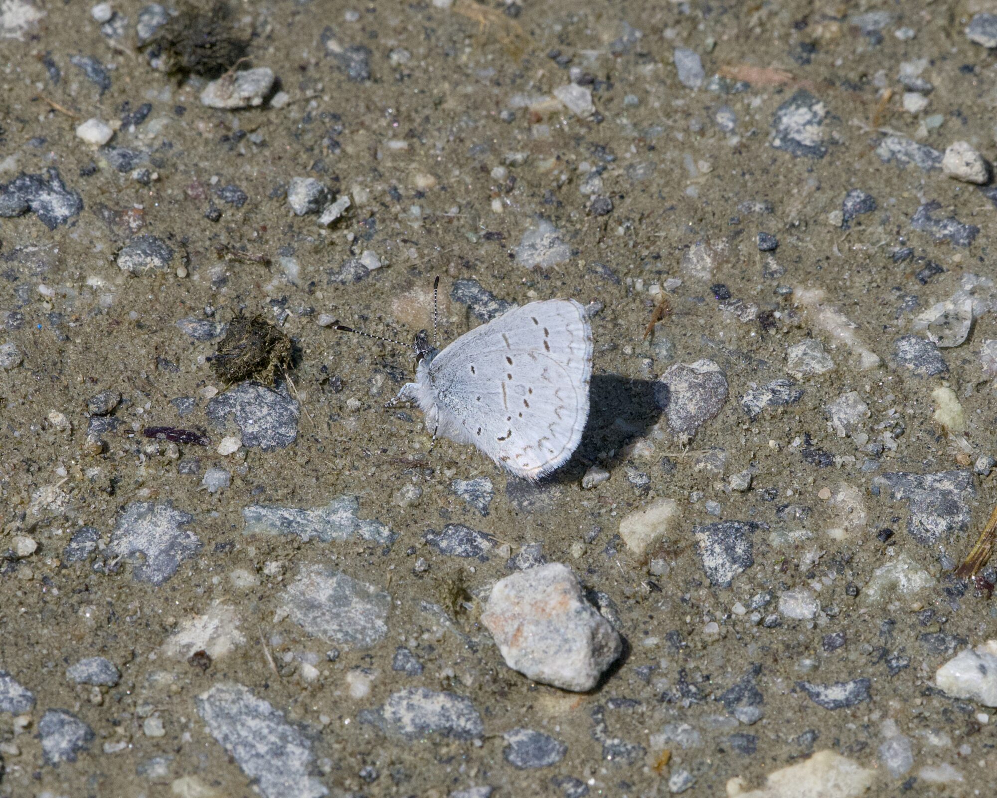 An echo azure -- a very small light dusty blue butterfly with light grey dots -- is resting on the ground