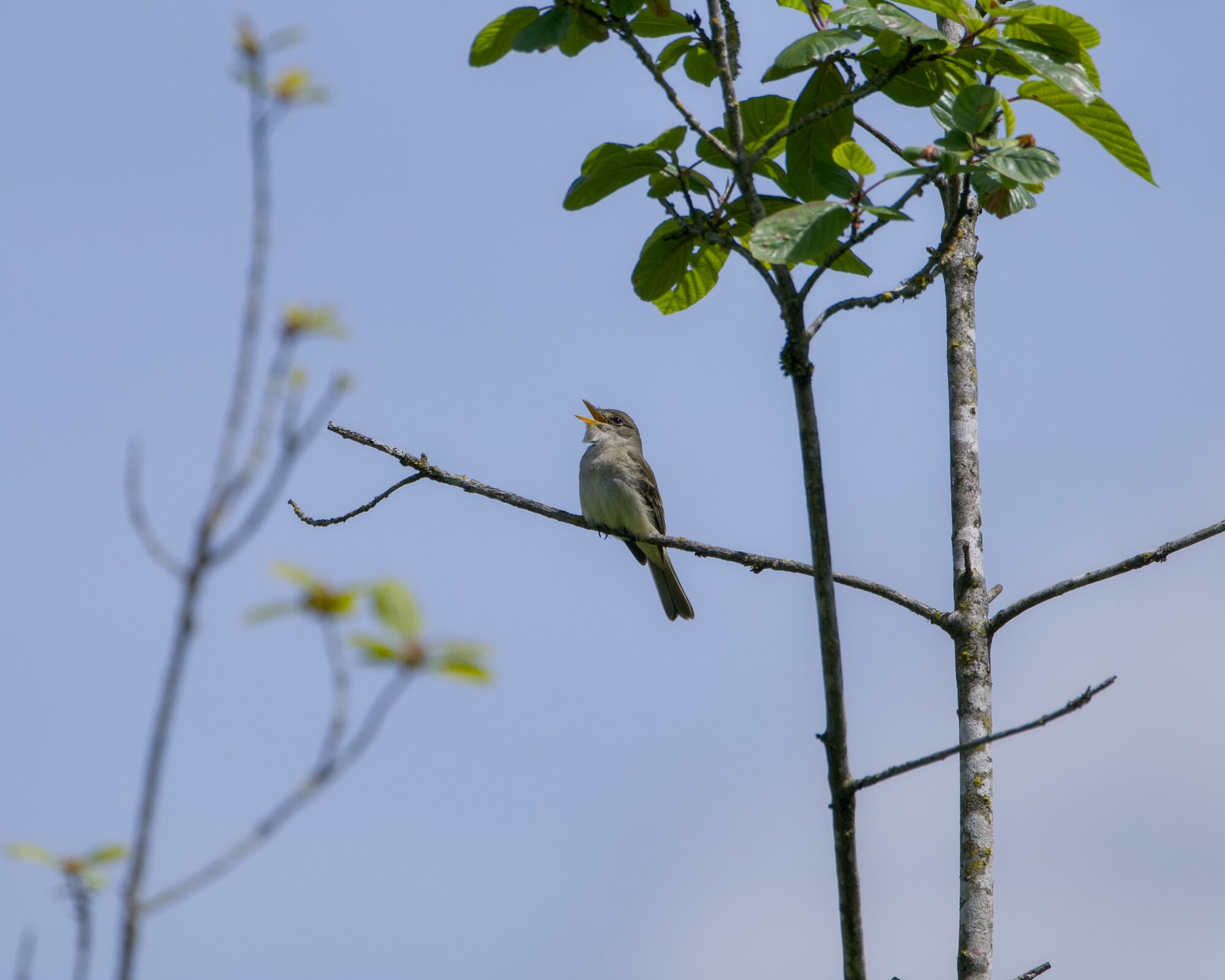 A Willow Flycatcher -- a rather nondescript little bird with grey / olive plumage and a long thin beak -- is up in a tree and singing