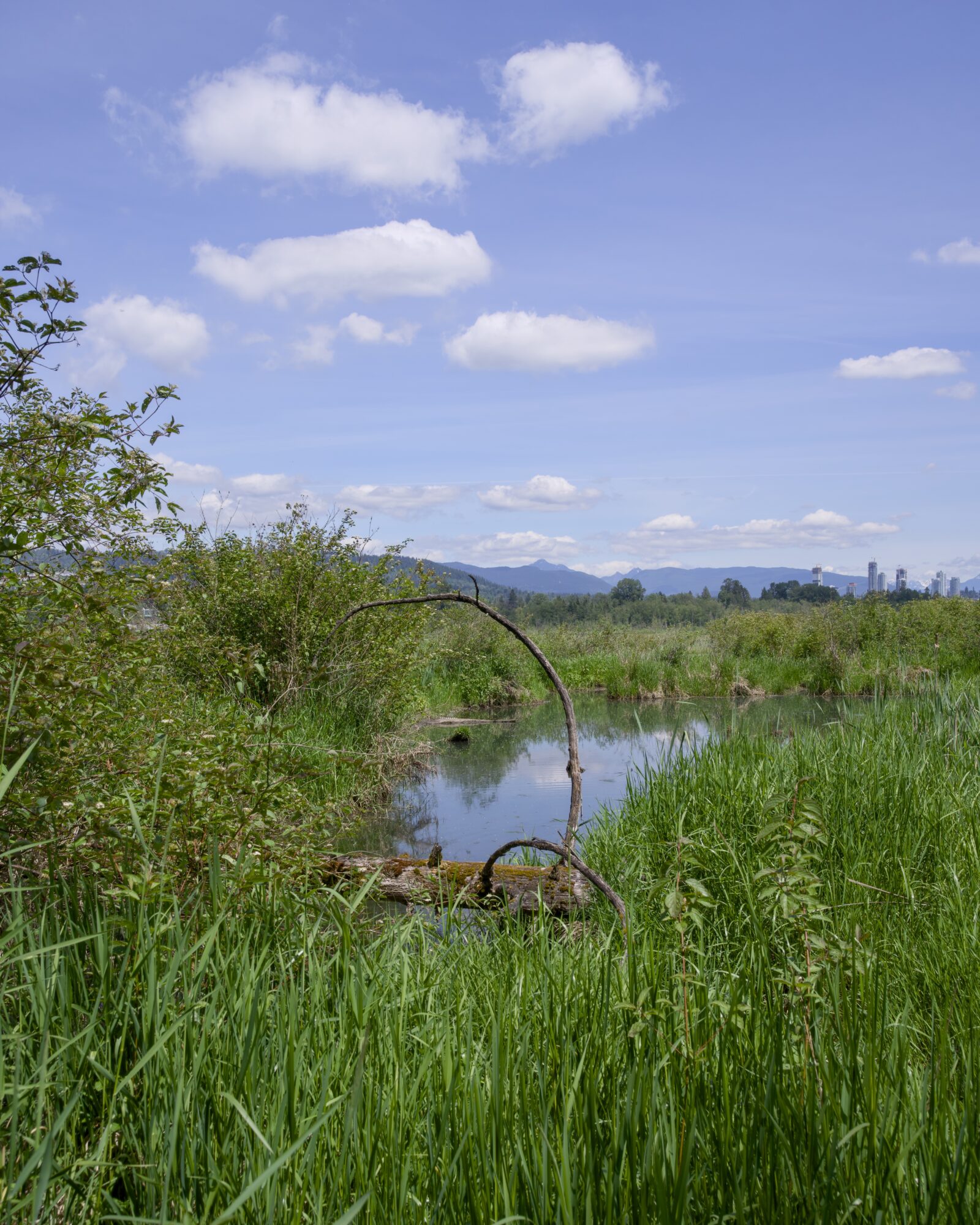 A little pond surrounded by green reeds, under a blue lightly clouded sky. Just in front of the pond is a small tree that seems to bend back towards the ground, like a portal. On the horizon on the right, some faraway towers