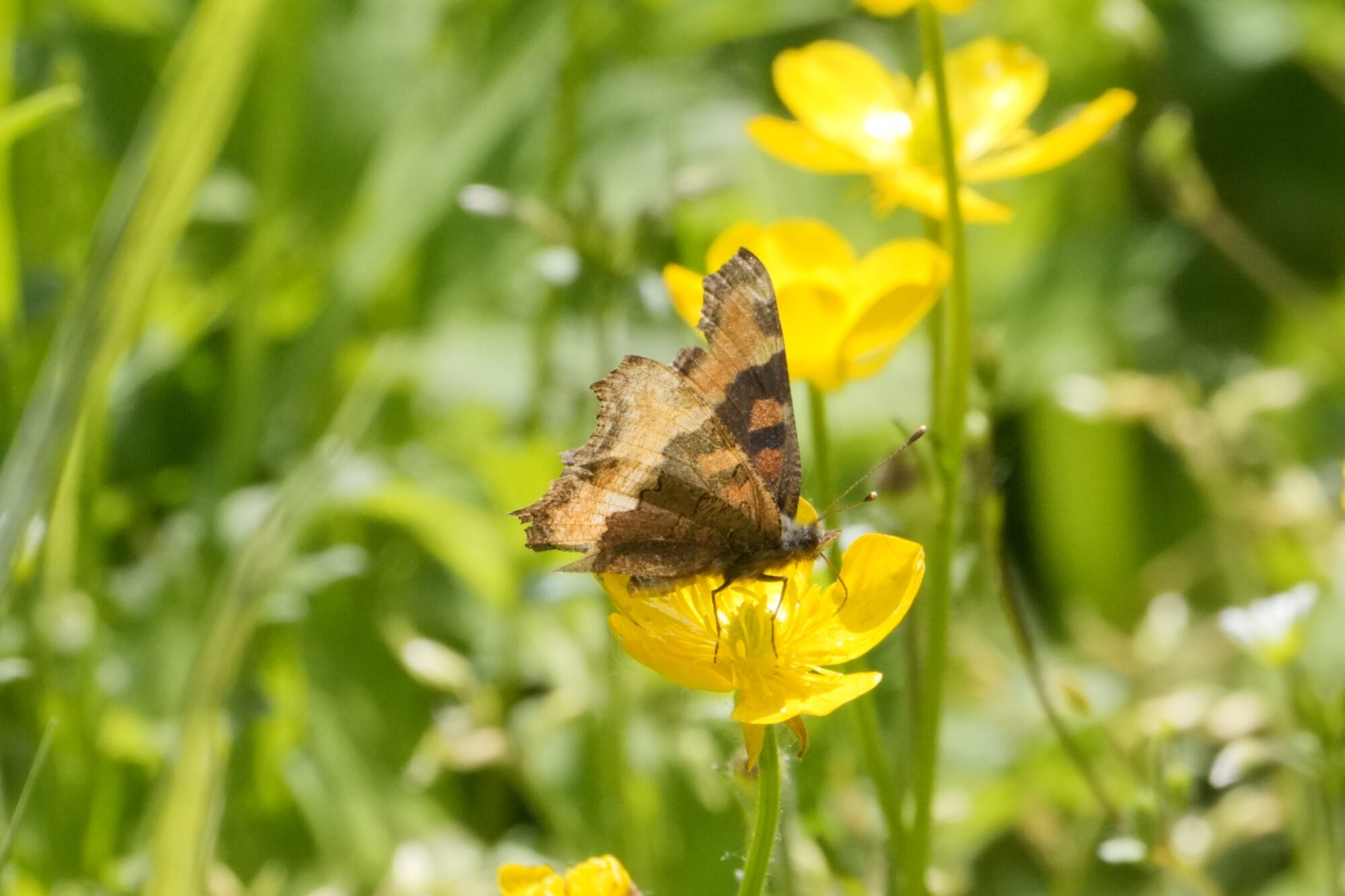 A Milbert's Tortoiseshell butterfly -- a rather small one in patterns of brown -- is sitting on a buttercup. The buttercup is surrounded by grass and a couple more buttercups in the backgroud