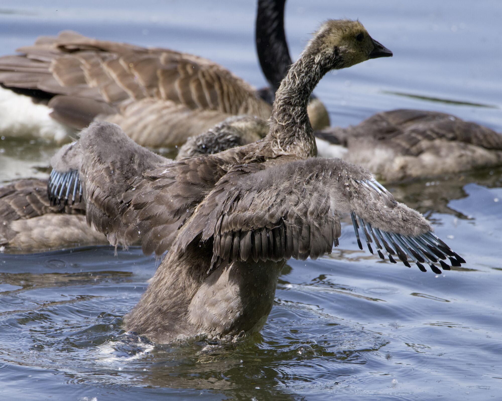 An adolescent Canada Goose flapping its wing. We see a number of bluish sheaths at the end of its wings, the sign of new feathers growing