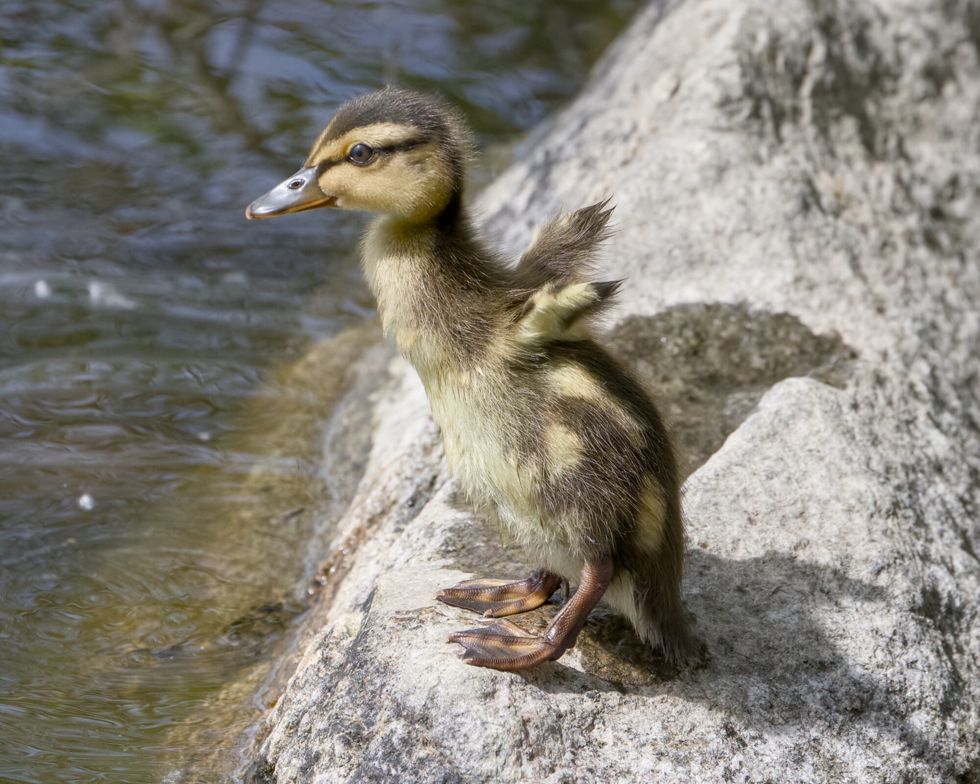A Mallard Duckling is standing up on a rock by the water, flapping its tiny wings