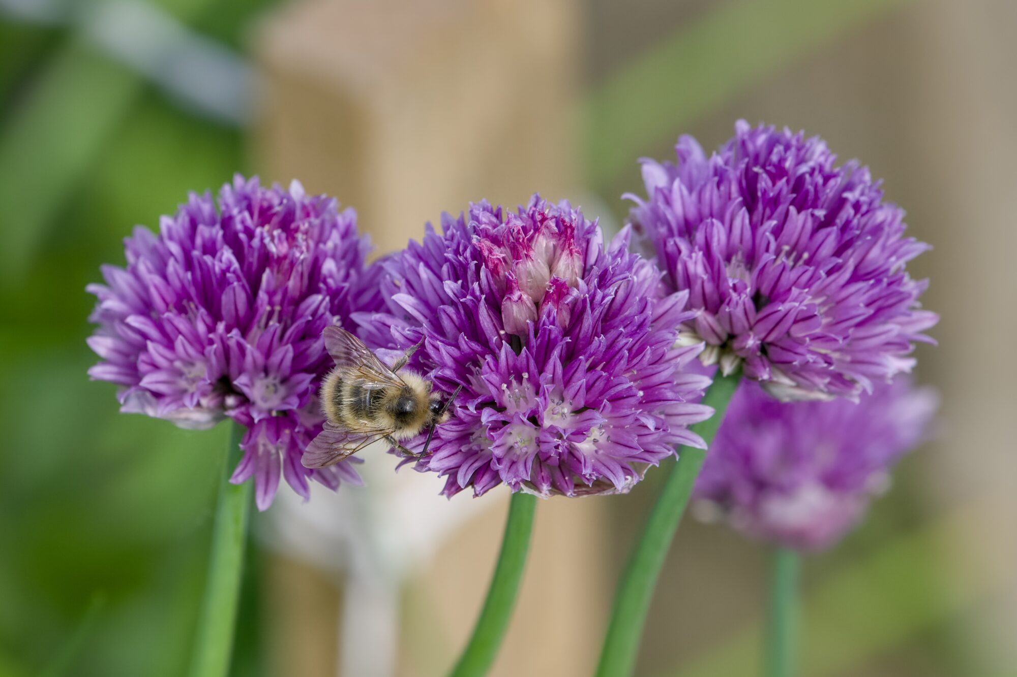 Three chive flowers (spherical clusters of bright mauve flowers) with a single bumblebee crawling from one to another