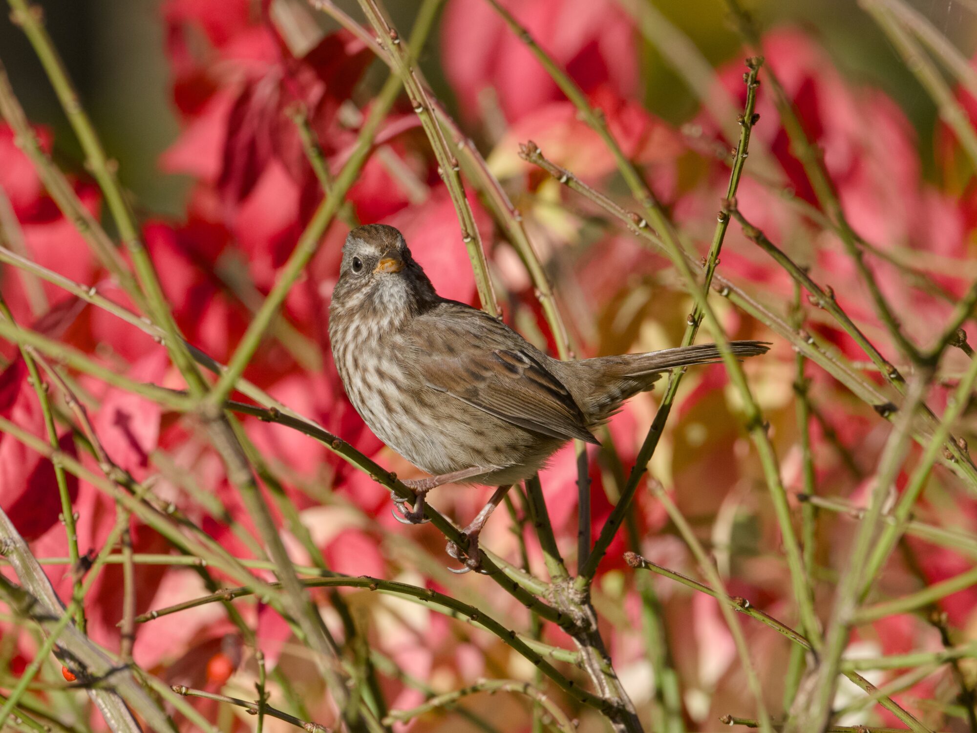 A Song Sparrow in a mostly bare bush, head tilted quizzically. Red foliage in the background.