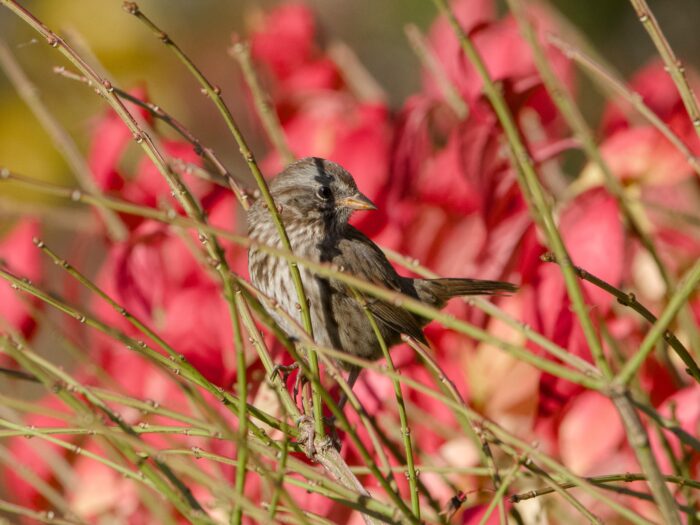 A Song Sparrow in a mostly bare bush, head turned to one side. The shadow of a twig is falling right on its eye. Red foliage in the background.