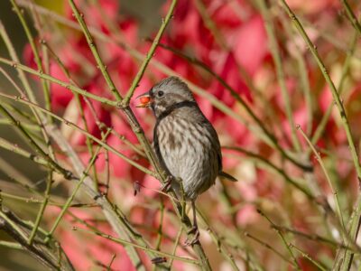 A Song Sparrow in a mostly bare bush, head turned to one side. It is munching on a little round orange fruit. Red foliage in the background.