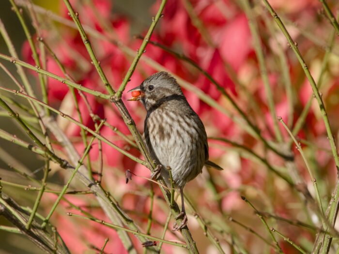 A Song Sparrow in a mostly bare bush, head turned to one side. It is munching on a little round orange fruit. Red foliage in the background.