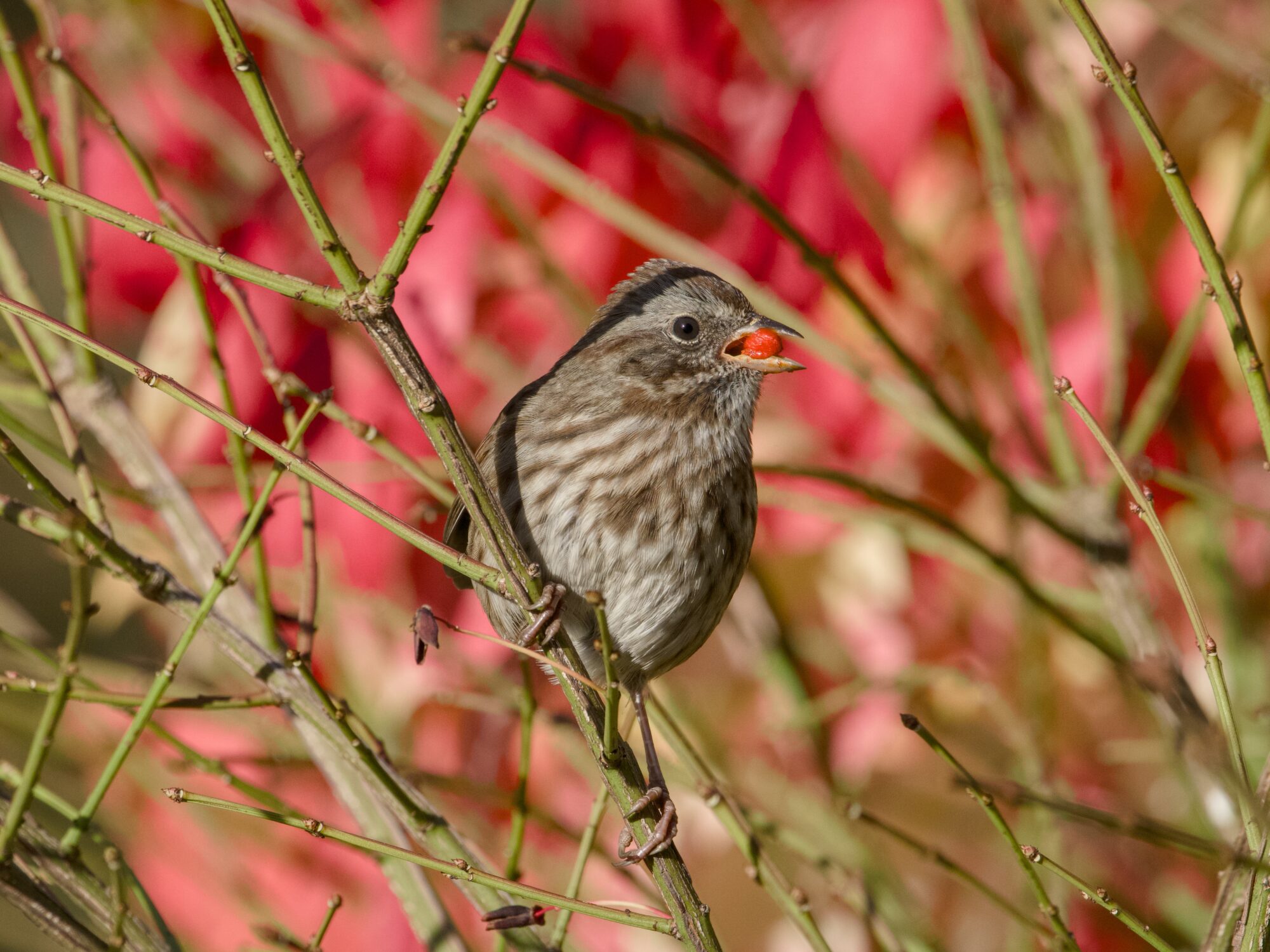 A Song Sparrow in a mostly bare bush. It is munching on a little round orange fruit. Red foliage in the background.