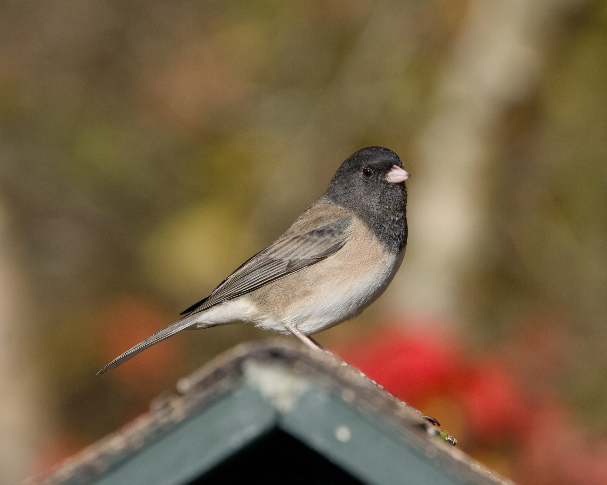 A male Dark-eyed Junco standing at the top of a covered feeder. Background is a mix of green and red foliage