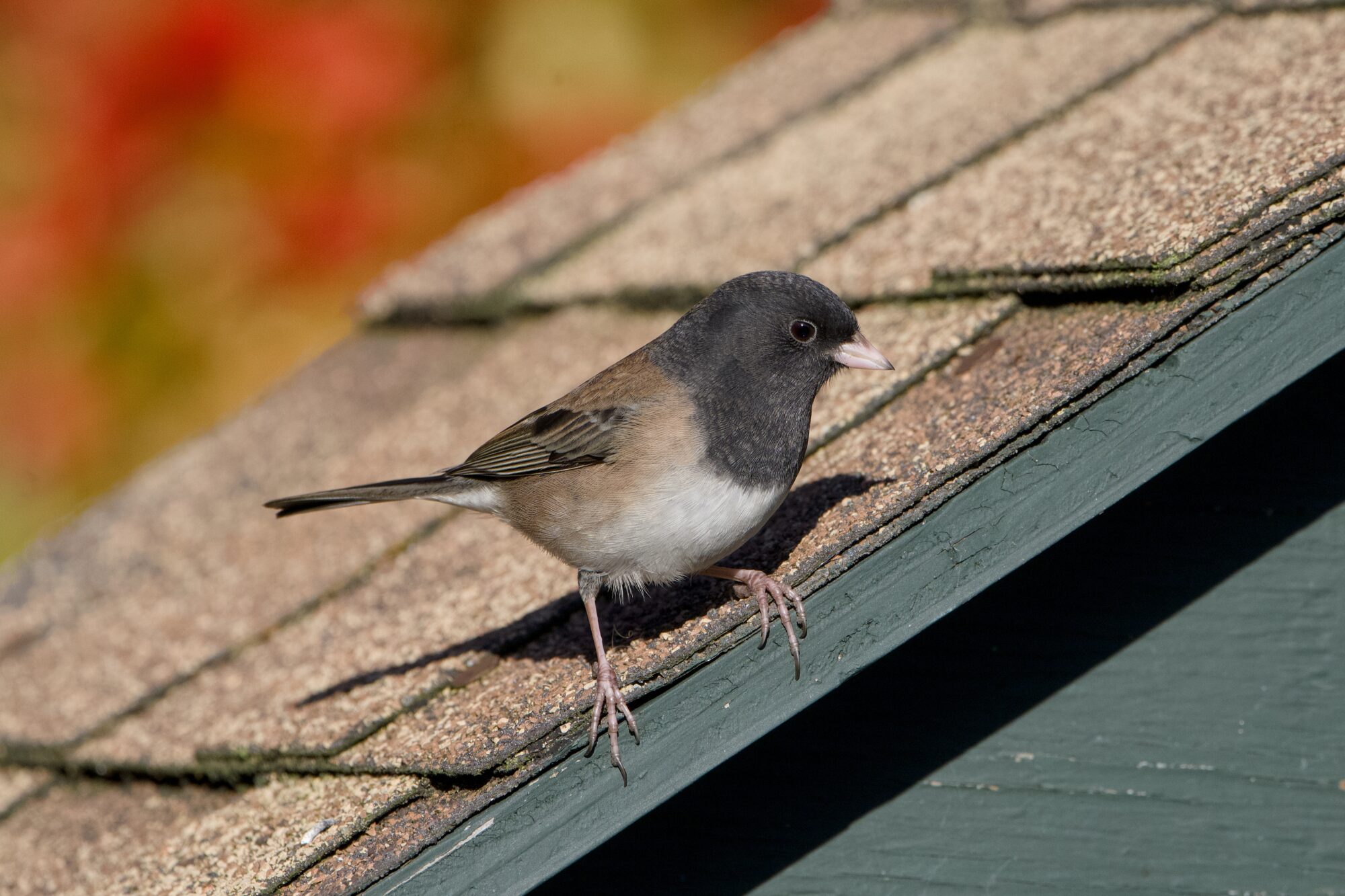 Male Dark-eyed Junco standing on the slanted roof of a covered feeder. Background is mostly red foliage