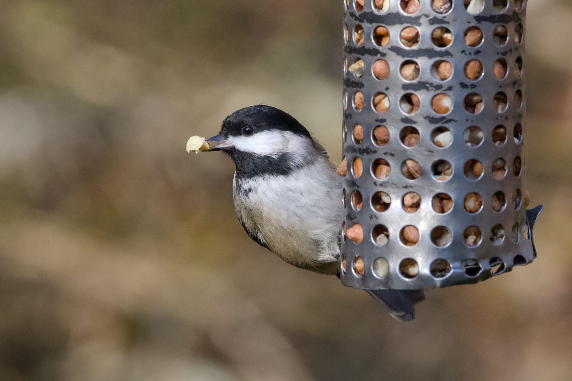 A Black-capped Chickadee, hanging on to a suspended metal feeder, holding a bit of seed in its beak