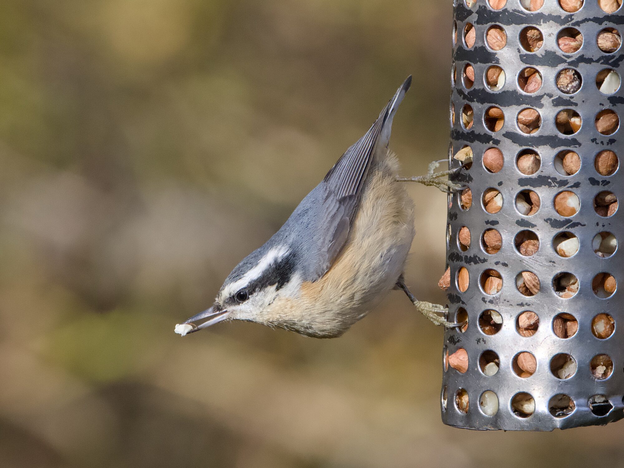 A Red-breasted Nuthatch on a metal suspended feeder, holding a bit of seed in its beak. It's mostly upside down, looking out.