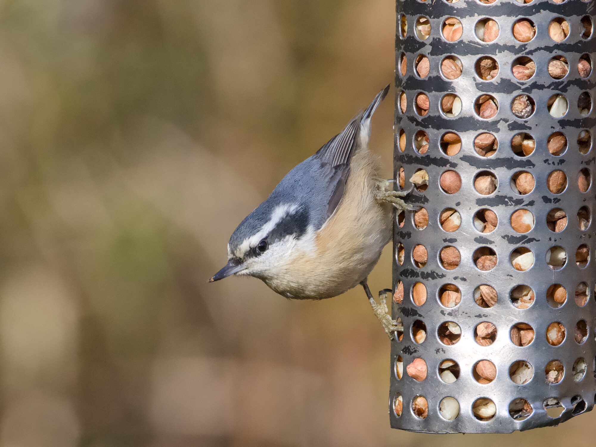 A Red-breasted Nuthatch on a metal suspended feeder. It's mostly upside down, looking down.