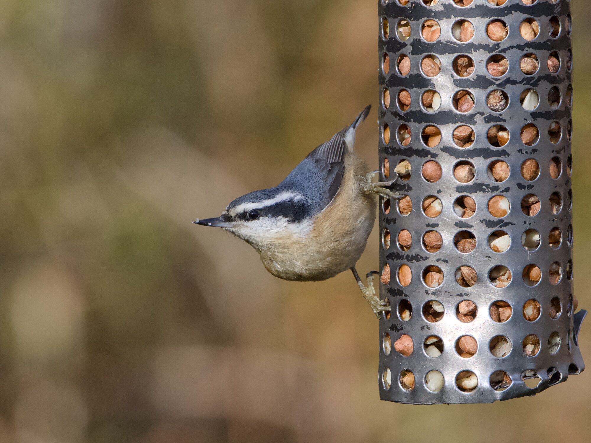 A Red-breasted Nuthatch on a metal suspended feeder. It's mostly upside down, looking straight out.