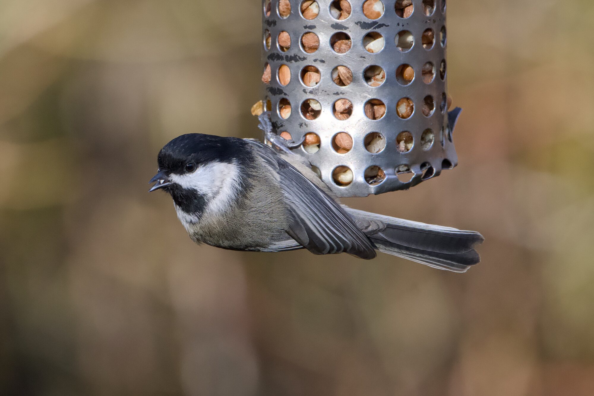 A Black-capped Chickadee, hanging on to a suspended metal feeder, holding its body almost horizontal, and preparing for takeoff