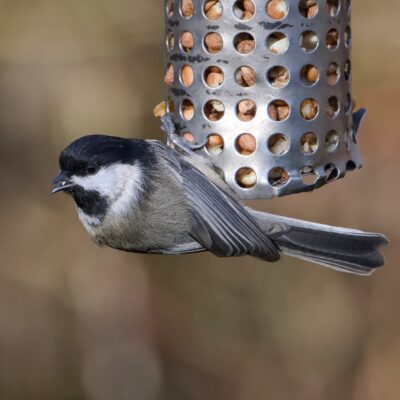 A Black-capped Chickadee, hanging on to a suspended metal feeder, holding its body almost horizontal, and preparing for takeoff