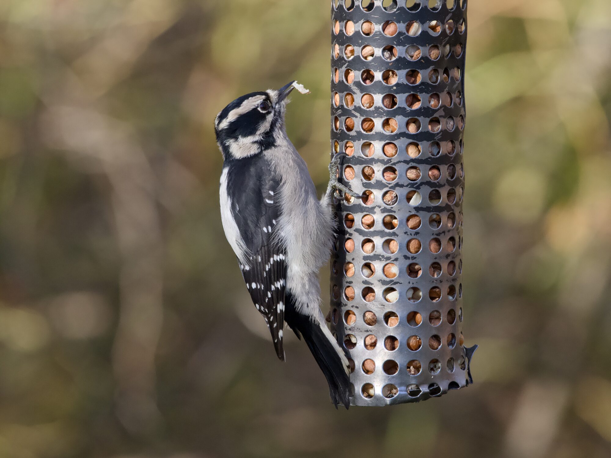 A female Downy Woodpecker hanging on to a metal vertical feeder, with a bit of seed in its beak