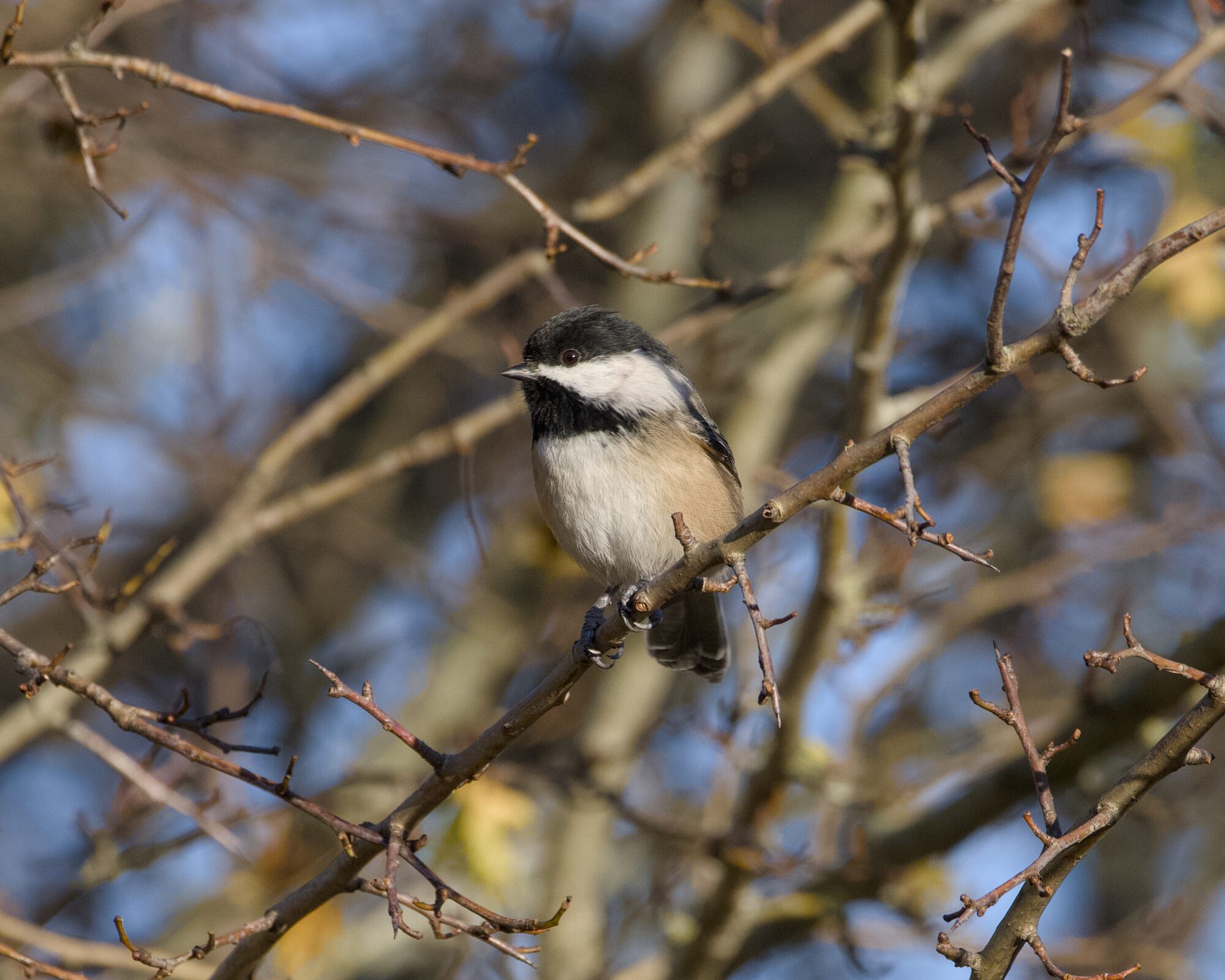 A Black-capped Chickadee up in a tree, with mostly bare branches