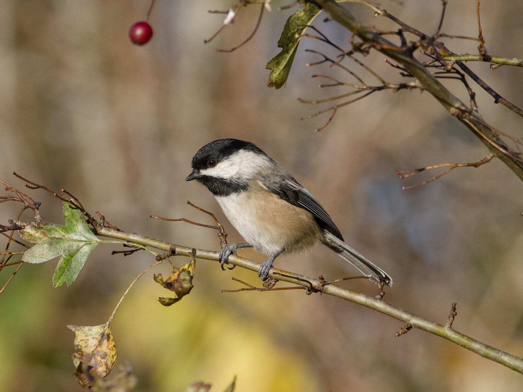 A Black-capped Chickadee out on a bare branch. A single round red berry is hanging above, and the background is mostly brown