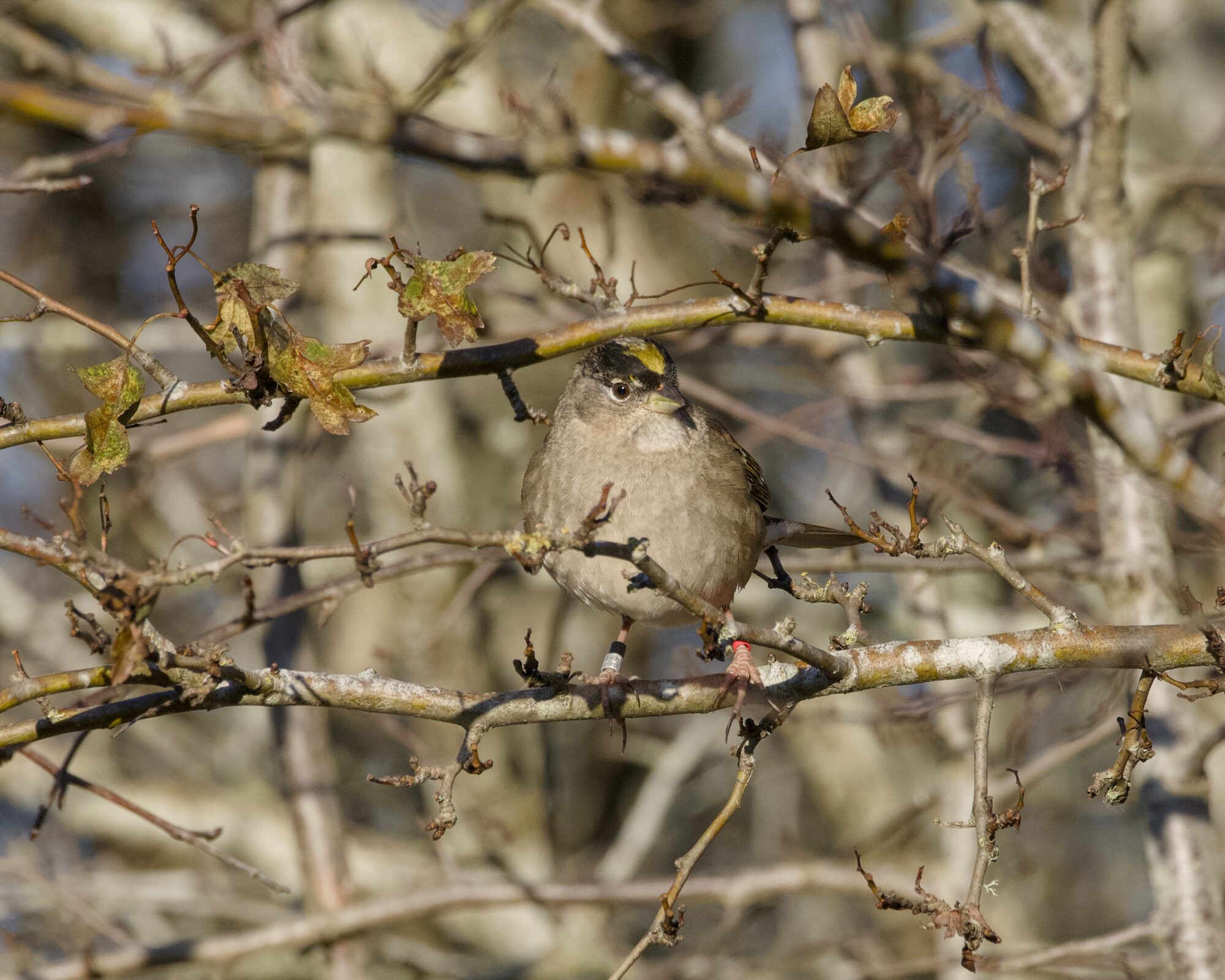 A Golden-crowned Sparrow up in a tree