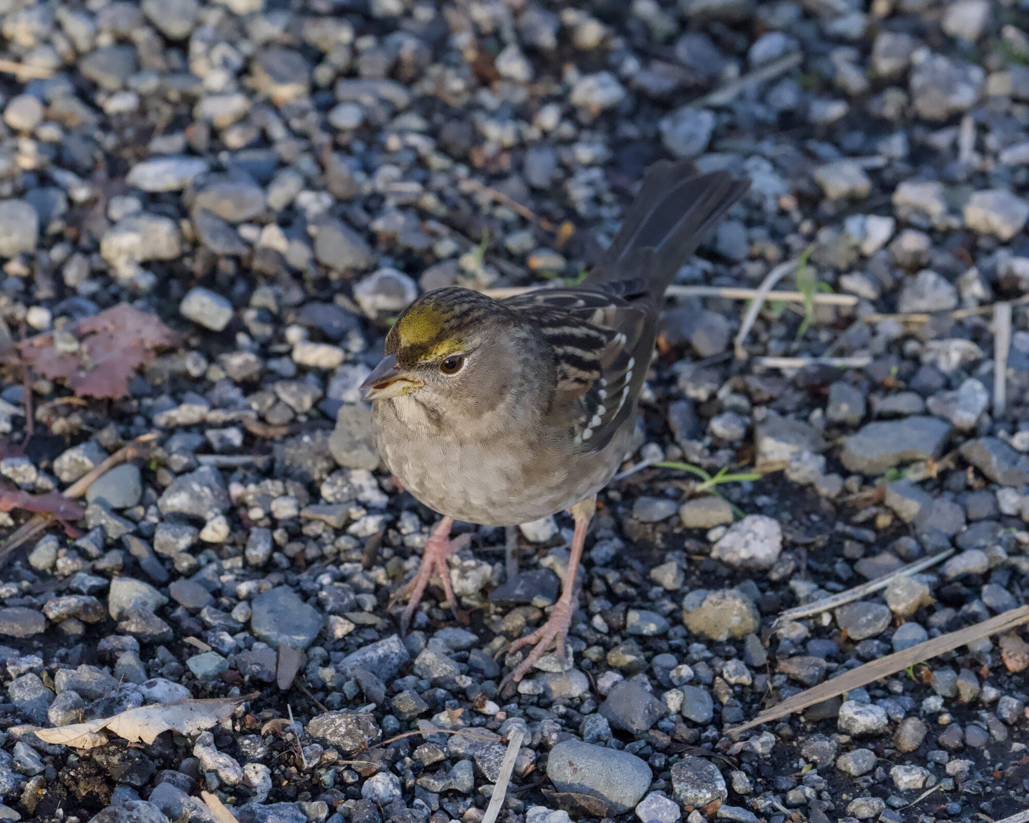 A Golden-crowned Sparrow on the gravelly ground, partly in the shade