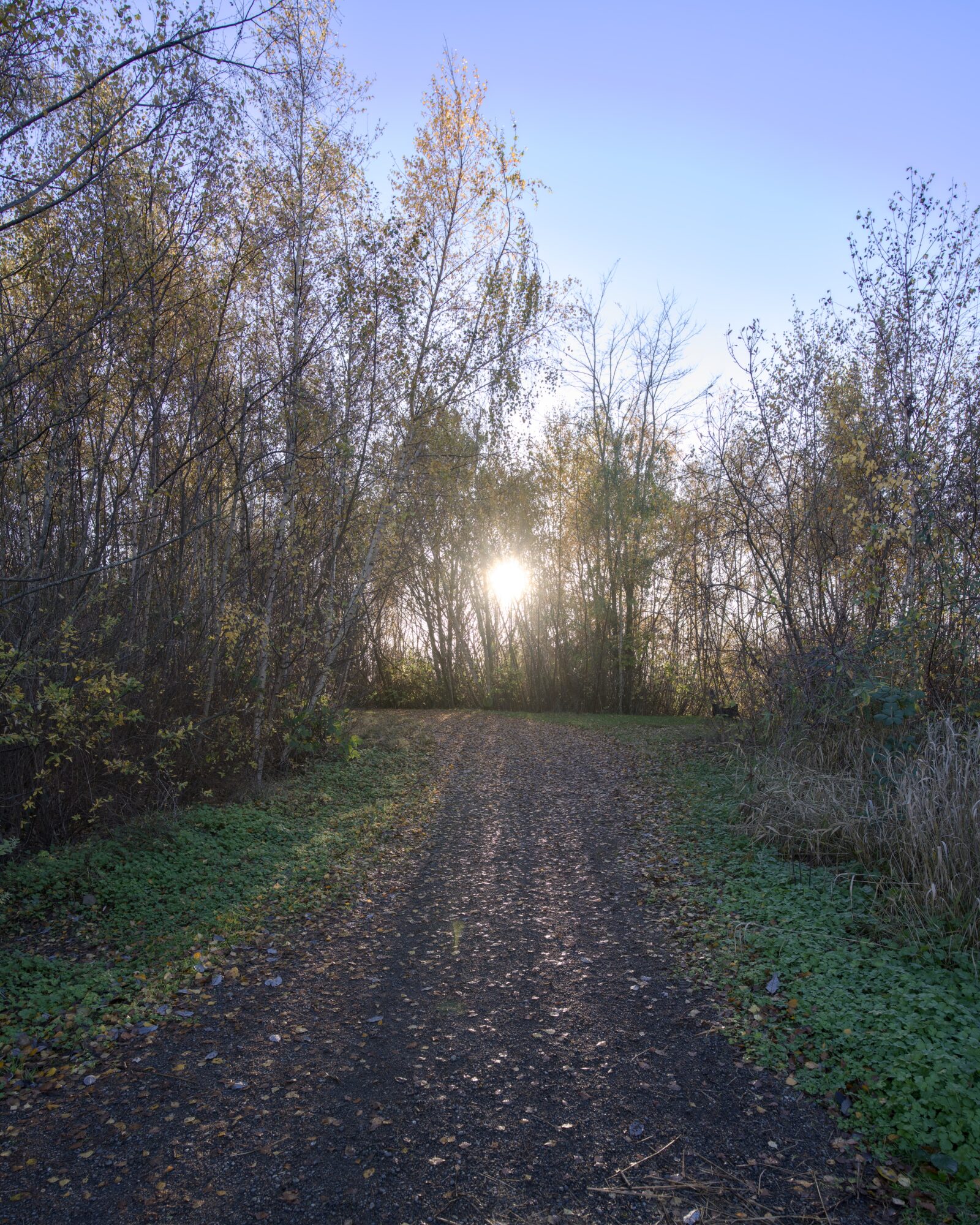 The sun very low over the horizon, at the end of a short trail ending in some trees