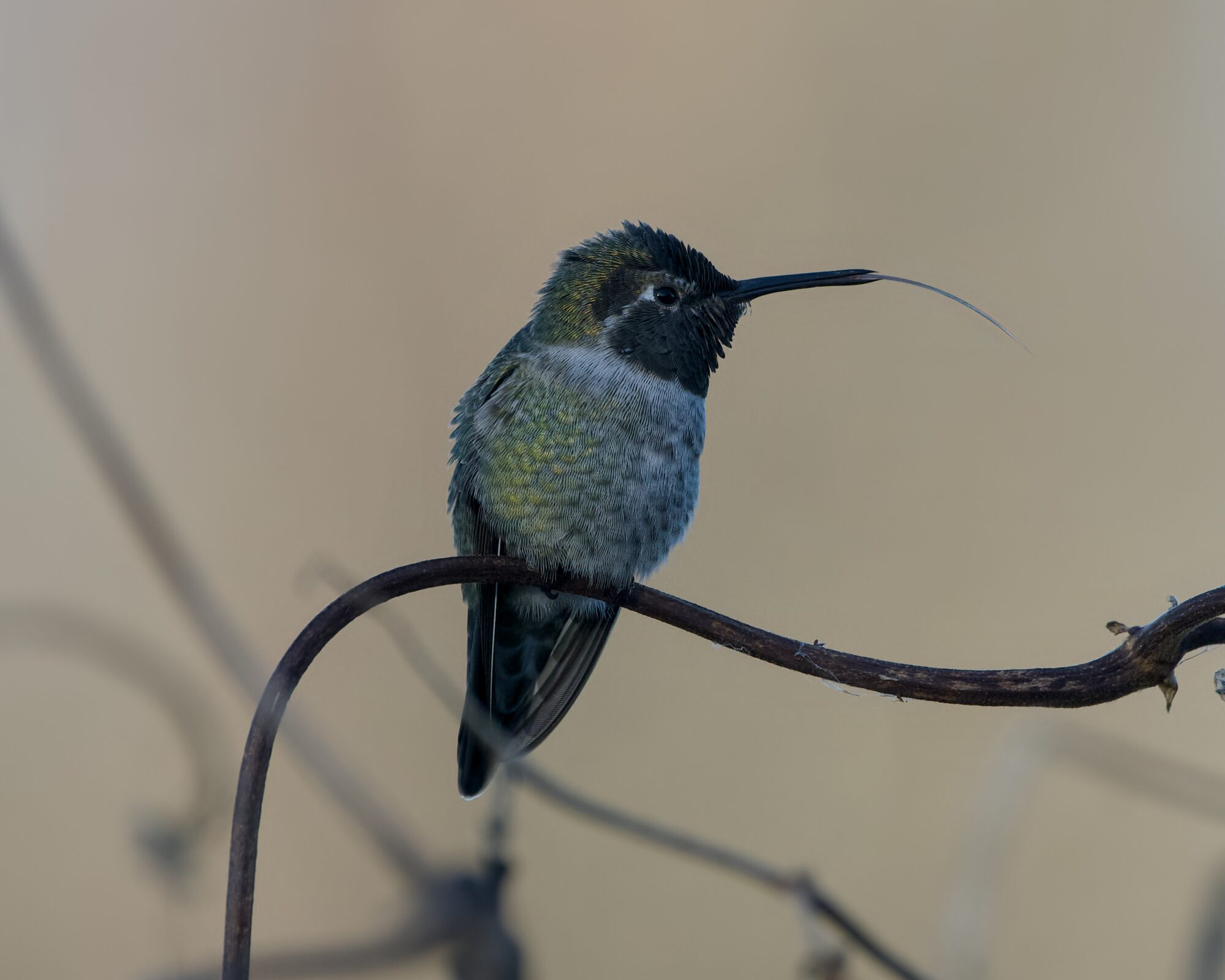 A male Anna's Hummingbird in the shade, looking camera right, its long tongue hanging out