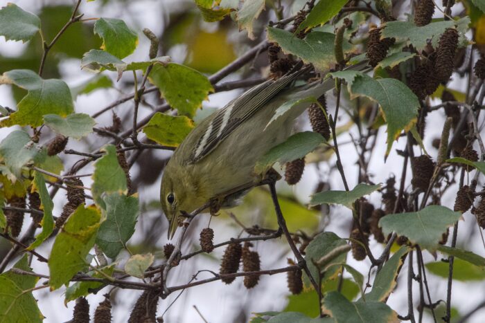 A Blackpoll Warbler -- a small bird with mostly olive colouring, a more yellow chest, partial white eyerings and darker grey wings with sharp white wing bars -- is up in a tree looking down