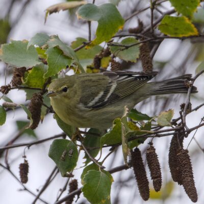 A Blackpoll Warbler -- a small bird with mostly olive colouring, a more yellow chest, partial white eyerings and darker grey wings with sharp white wing bars -- is up in a tree looking out